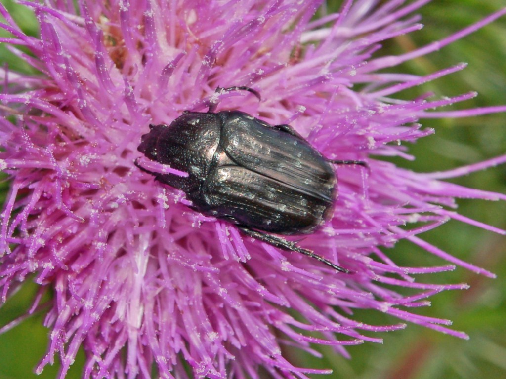 Tropinota squalida e due Oxythyrea sp.
